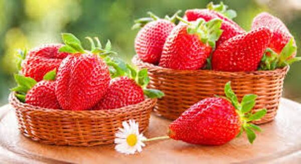 سه هزار و ۴۰۰ هکتار از اراضی کردستان، زیر کشت توت فرنگی
