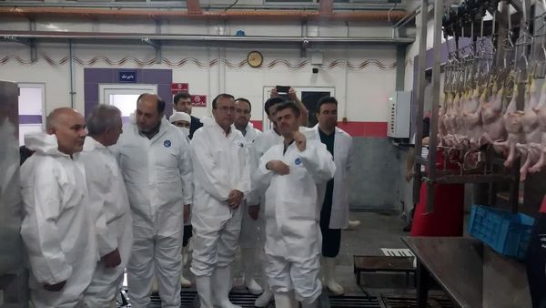 تضمین سلامت و کیفیت گوشت مرغ عرضه شده در مراکز مجاز با تشدید نظارت‌های دامپزشکی 