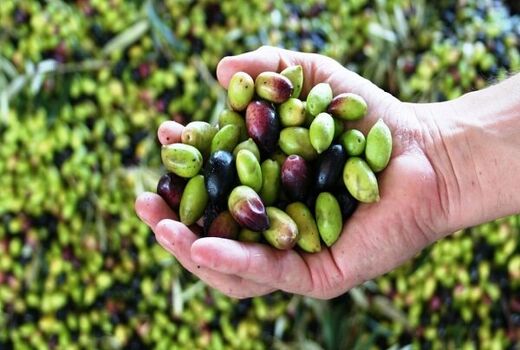ارقام مختلف زیتون در نهبندان