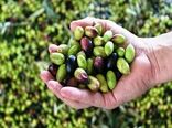 ارقام مختلف زیتون در نهبندان