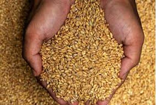 قیمت بذر اصلاح شده گندم افزایش یافت
