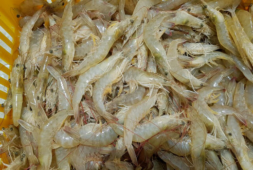 کشت 650 هکتار از مزارع پرورش میگو در سیستان وبلوچستان در سال جاری