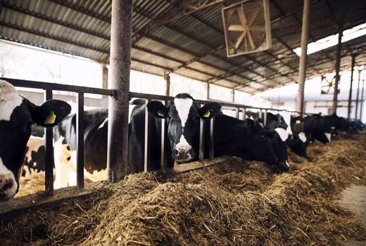 کنترل بیماری مشترک دام و انسان با برگزاری دوره آموزشی در اندیمشک