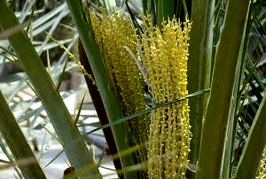 آغاز گرده افشانی نخیلات در هندیجان