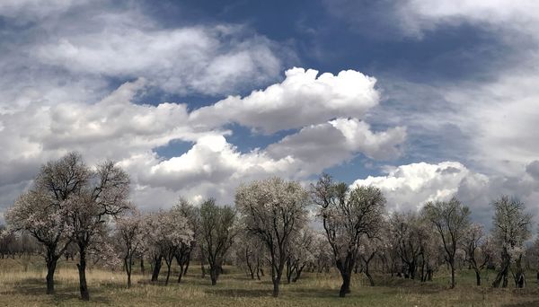 تغییر الگوی کشت از زراعت به باغبانی