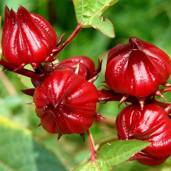 پیشبینی برداشت 80 تن چای ترش در خوزستان