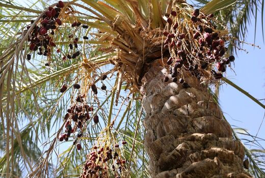 مهمترین راهکارها برای کاهش خسارت عارضه خشکیدگی خوشه خرما