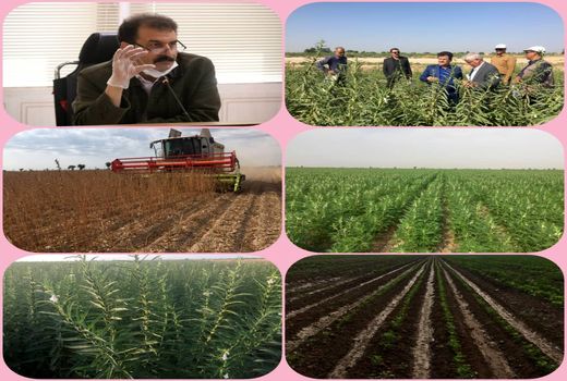 جهش تولید روغن با کنجد ناشکوفا