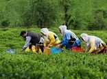 چای با خاصیت ضدویروسی و ضدباکتریایی پرطرفدارتر شده است