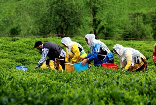 چای با خاصیت ضدویروسی و ضدباکتریایی پرطرفدارتر شده است