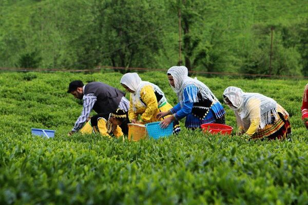 چای با خاصیت ضدویروسی و ضدباکتریایی پرطرفدارتر شده است