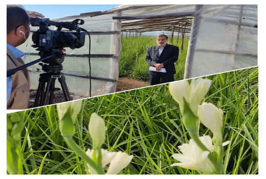 آغاز برداشت گل مریم در شهرستان دزفول