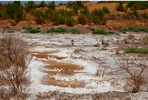 ضرورت مدیریت مصرف کود در خاک‌های شور خوزستان 