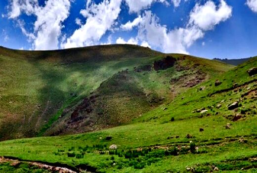 کشت گیاهان دارویی در 370 هزار هکتار از مراتع آذربایجان غربی