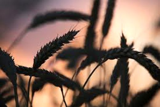 روسیه به نیمی از کشورهای جهان گندم صادر می کند