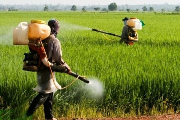 طعمه سموم تا ده روز آینده در اختیار کشاورزان قرار میگیرد