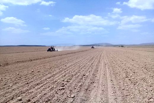 پیش‌بینی افزایش کاشت چغندر قند در خرم بید 