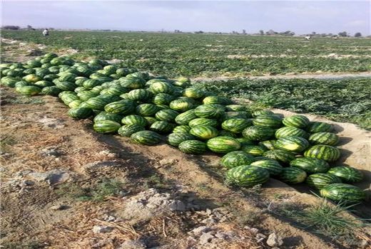 ۲ هزار تن هندوانه دیم در شهرستان البرز تولید شد