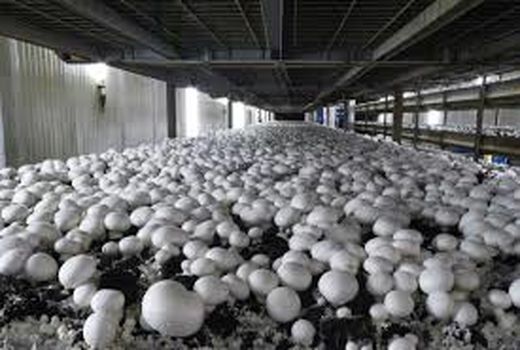 دو هزار تن قارچ دکمه‌ای در چهارمحال و بختیاری تولید شد