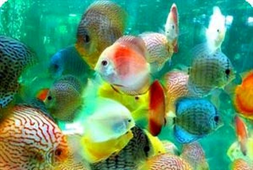 افزایش 2میلیون قطعه ای تولید ماهیان زینتی در استان تهران درسال جاری