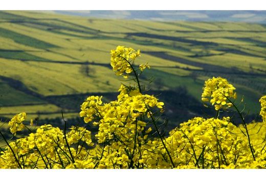 تولید ۱۴ هزارتن کلزا در مازندران