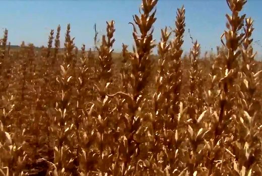 معرفی نخستین رقم بالنگوی شهری اصلاح شده در کشور