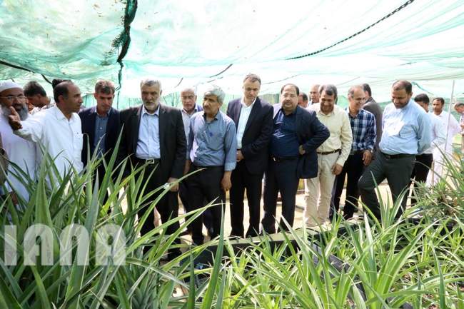  بازدید وزیر جهاد کشاورزی از گلخانه تحقیقاتی پرورش نهال کشت بافتی آناناس در چابهار