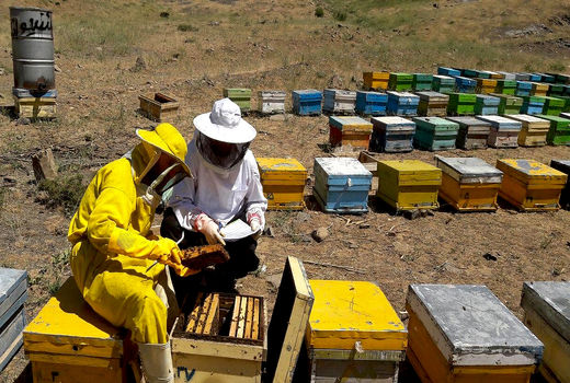 کام سیستانی‌ها را شیرین می‌کند