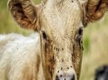 تب برفکی به انسان منتقل نمی‌شود