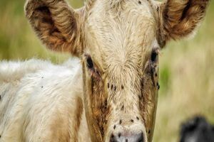 تب برفکی به انسان منتقل نمی‌شود