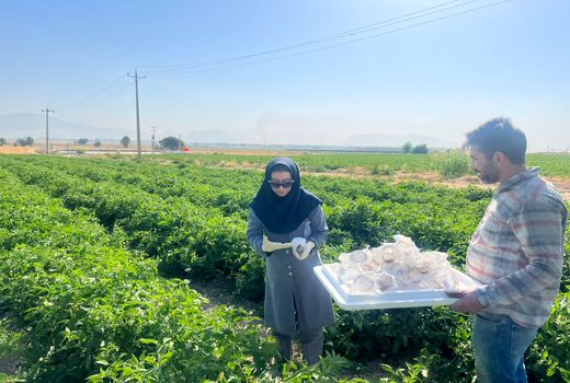 رها سازی 100 هزار زنبور براکون در مزارع بیضا