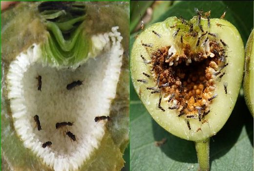 باغ های انجیر کوار گرده افشانی می شوند