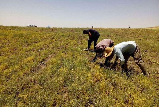 تولید نزدیک به 500 تن حبوبات در سپیدان 
