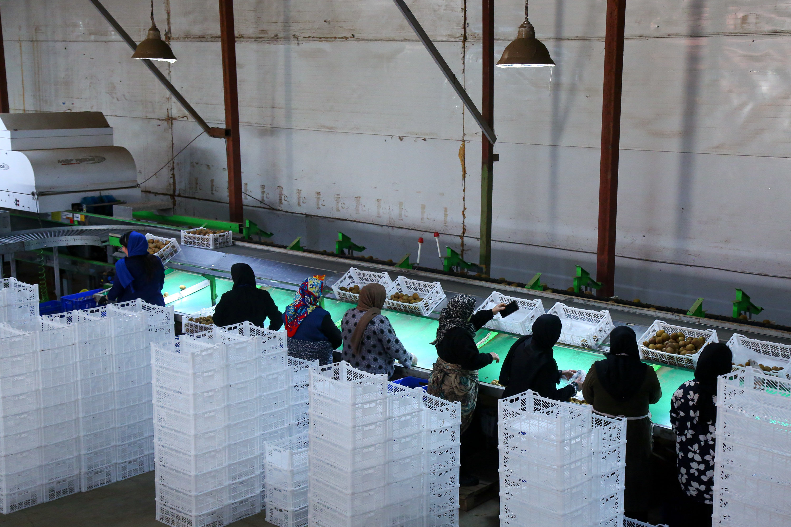  میوه ای شگفت انگیز به نام کیوی 