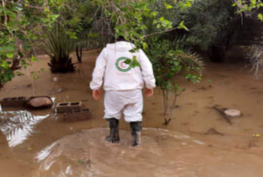آخرین اخبار از خسارات سیل به کشاورزی دشتستان/ از آسیب به مزارع تا سازه های گلخانه ای و دامپروری