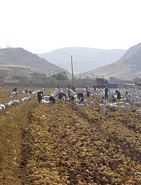 برداشت سیب زمینی کشت پائیزه از اوایل خرداد ماه در شهرستان خرم آباد آغاز شد