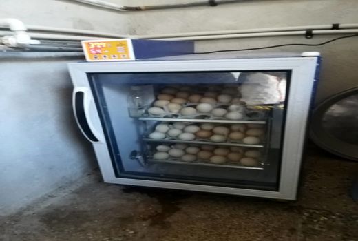 اجرای طرح پرورش مرغ تخمگذار بومی در شهر سرآب میمه دهلران