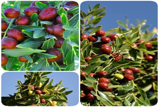 بزرگترین کلکسیون عناب کشور در سربیشه