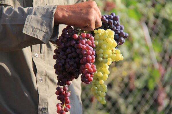 کلکسیون 800 رقمی نهال در چهارمحال بختیاری