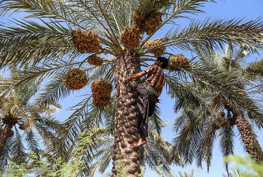 پیش‌بینی برداشت چهار هزار و ۲۶۰ تن خرما در خراسان جنوبی 