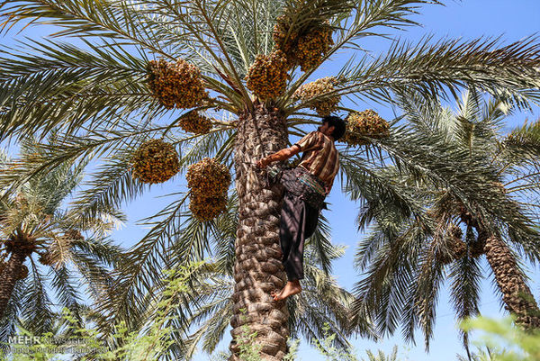 پیش‌بینی برداشت چهار هزار و ۲۶۰ تن خرما در خراسان جنوبی 