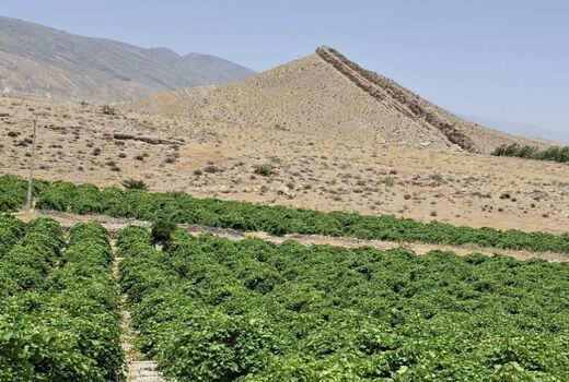 پیش‌بینی تولید ۲۶ هزار تن انگور در بخش سیمکان جهرم