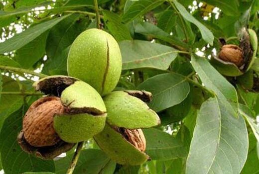 پیش‌بینی تولید بیش از  یک هزار و 400 تن گردو در سامان