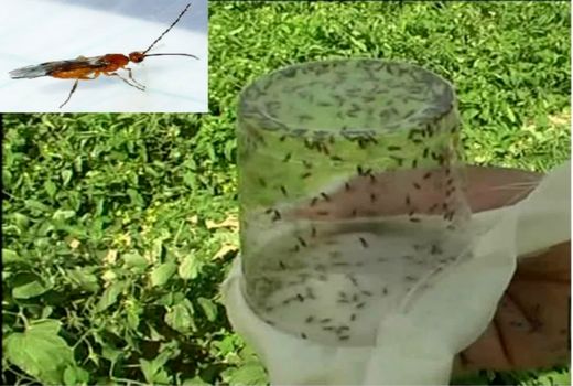 استفاده از عوامل بیولوژیک در بیش از ۵ هزار و ۳۰۰ هکتار از اراضی کشاورزی آذربایجان‌غربی 