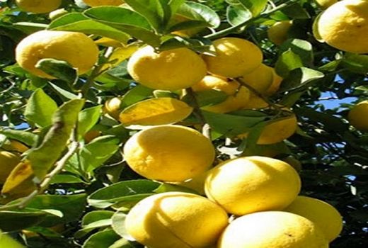 پیش بینی تولید بیش از 285 هزارتن لیمو شیرین در قیروکارزین