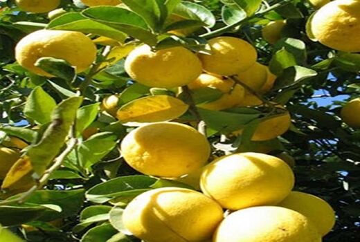پیش بینی تولید بیش از 285 هزارتن لیمو شیرین در قیروکارزین