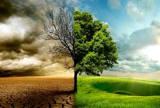نقش کلیدی جنگل‌ها در تعدیل اثرات تغییرات اقلیمی