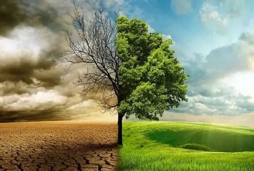 نقش کلیدی جنگل‌ها در تعدیل اثرات تغییرات اقلیمی