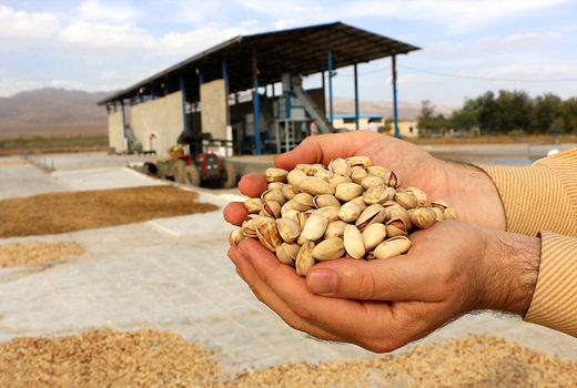 17 هزار میلیارد ریال درآمد حاصل از پسته در این استان است