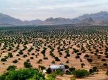 گامی در راستای افزایش رشد تولید